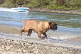 BULLMASTIFF 062